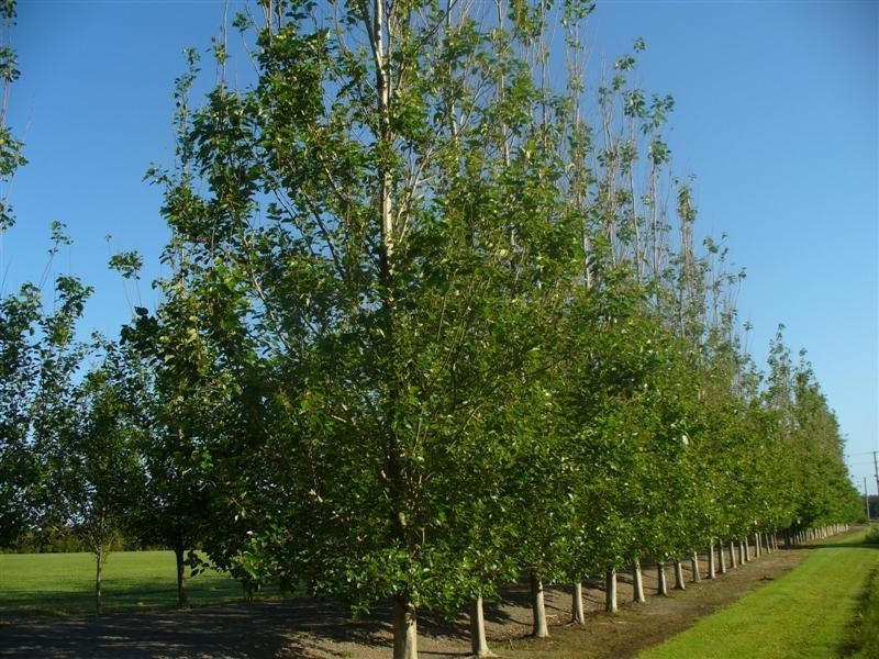 Bobs Farm NSW 2316