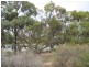 Lot 202 Loxton Moorook Road, Moorook SA 5332