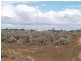 31 Slaughterhouse Road, Morgan SA 5320