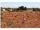 Lot 4 Chowne Road, Loxton North SA 5333