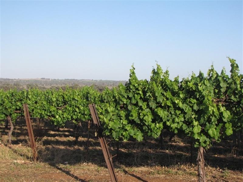 Sec 383 Thiele Road, Loveday SA 5345