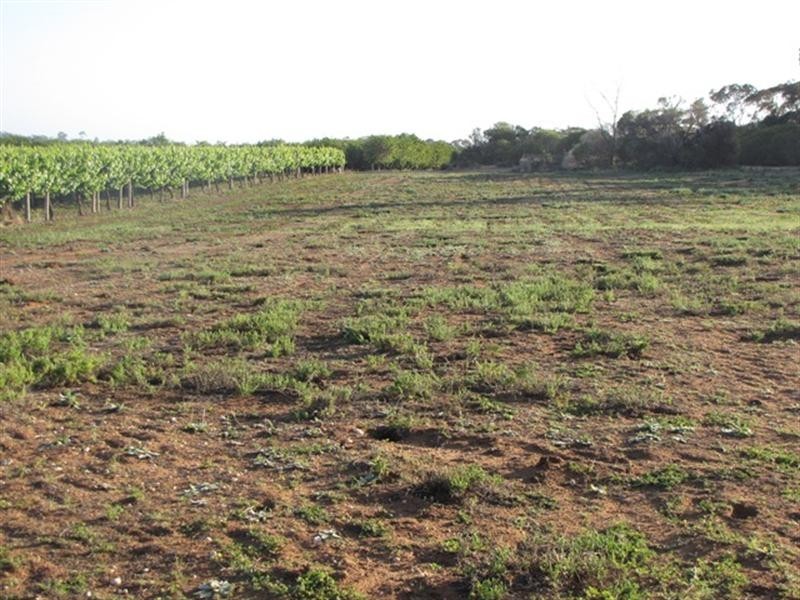 Sec 383 Thiele Road, Loveday SA 5345