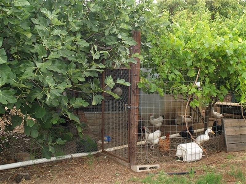 262 Perry Road, Waikerie SA 5330