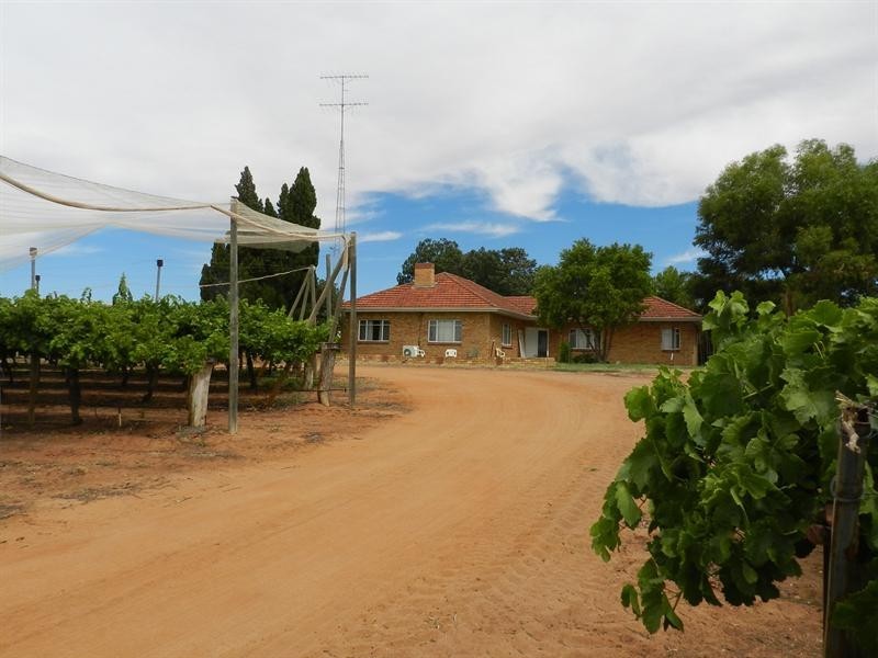 42 Gaskell Road, Barmera SA 5345