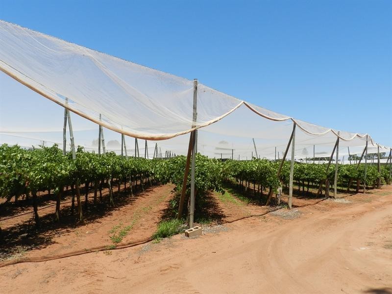 42 Gaskell Road, Barmera SA 5345