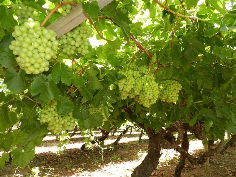 42 Gaskell Road, Barmera SA 5345