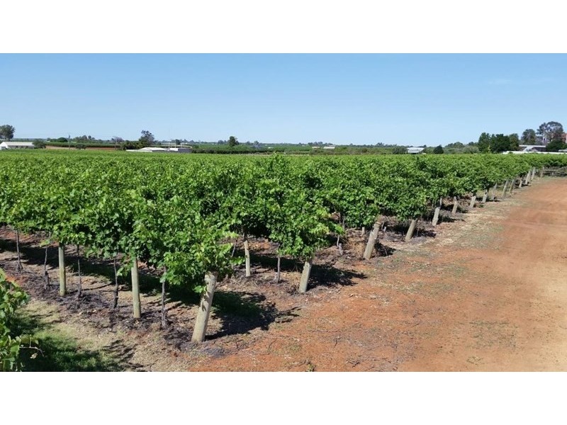 885 Old Sturt Highway, Berri SA 5343