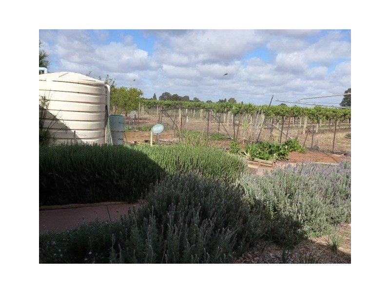 201 Dunstone Road, Barmera SA 5345