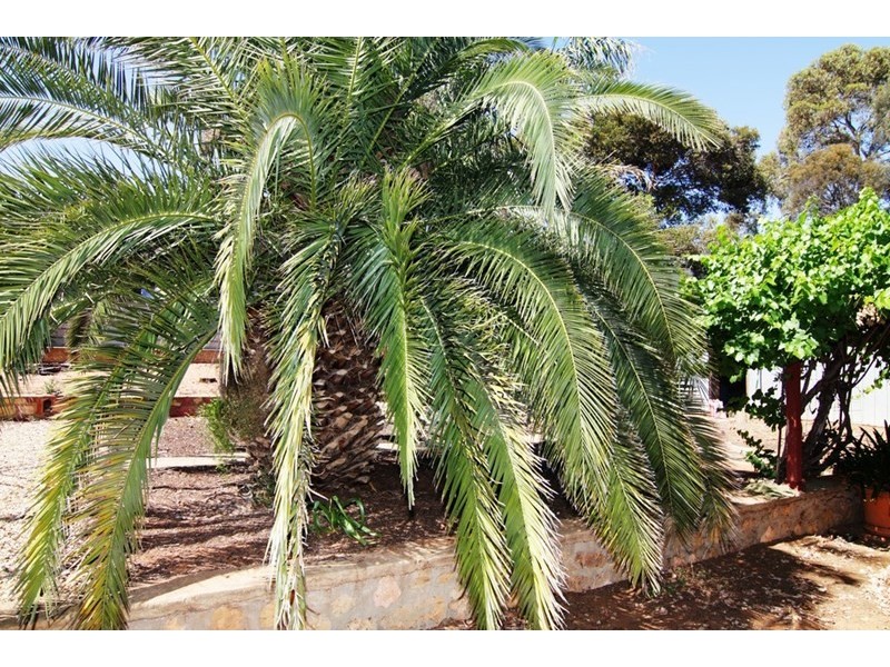 19 Thiele Avenue, Loxton SA 5333