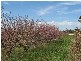 Lot 12 English Road, Barmera SA 5345