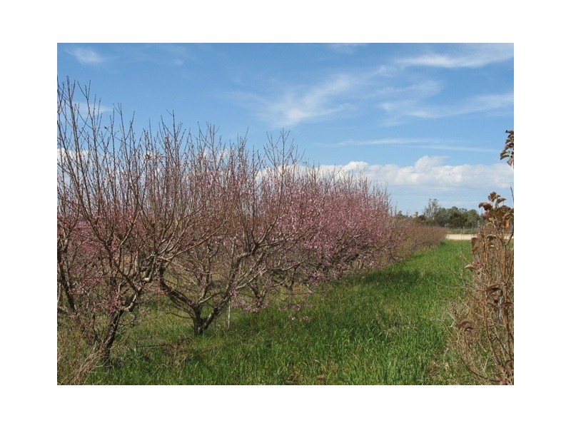 Lot 12 English Road, Barmera SA 5345