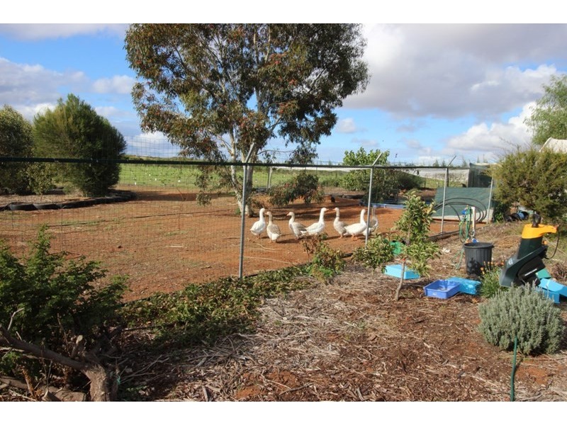 188 Medley Road, Waikerie SA 5330