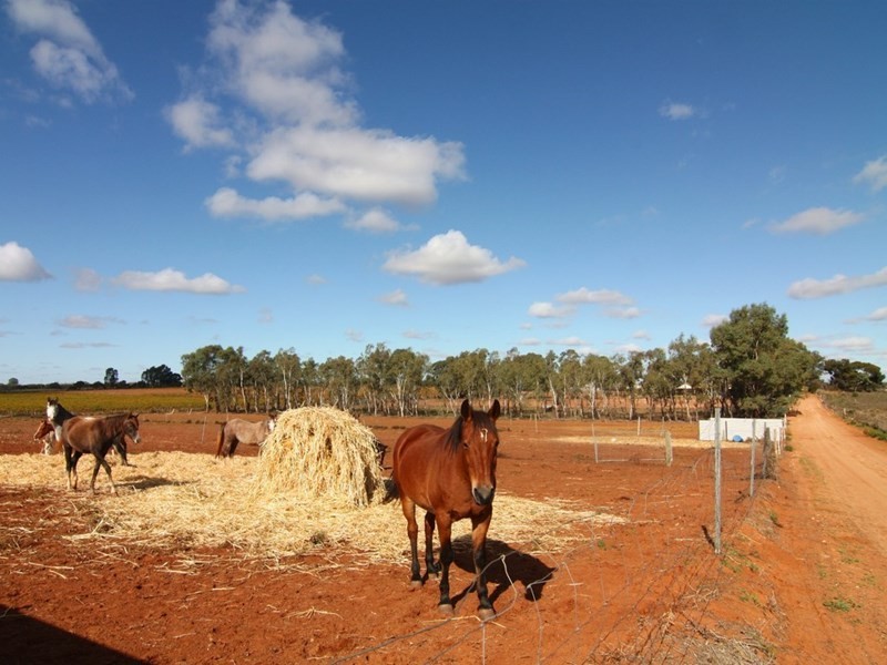 44 Davidson Road, Barmera SA 5345