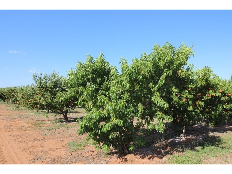 111 Vasey Road, Waikerie SA 5330