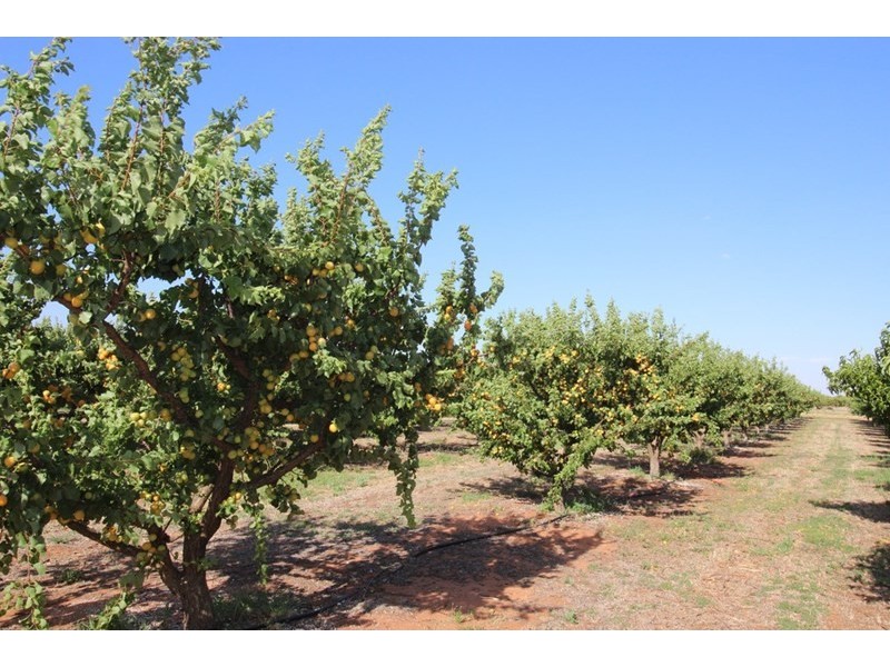 111 Vasey Road, Waikerie SA 5330