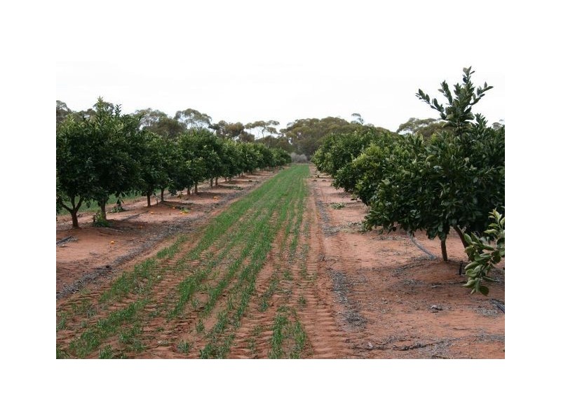 4 Lots on Devlin Pound Road, Waikerie SA 5330