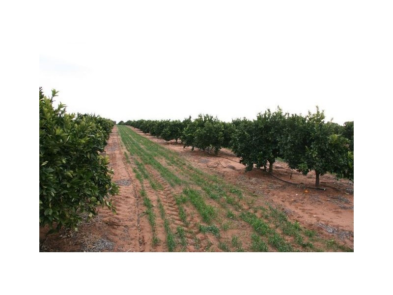 4 Lots on Devlin Pound Road, Waikerie SA 5330