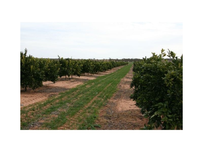 4 Lots on Devlin Pound Road, Waikerie SA 5330