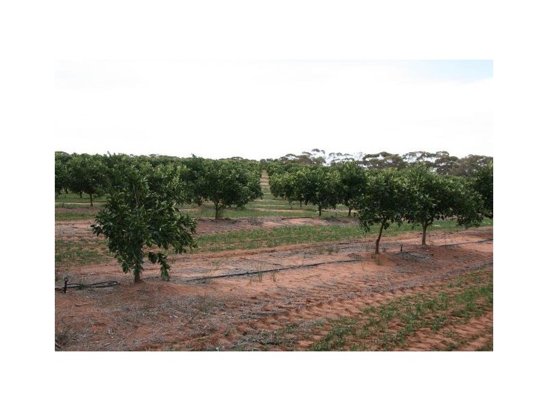 4 Lots on Devlin Pound Road, Waikerie SA 5330