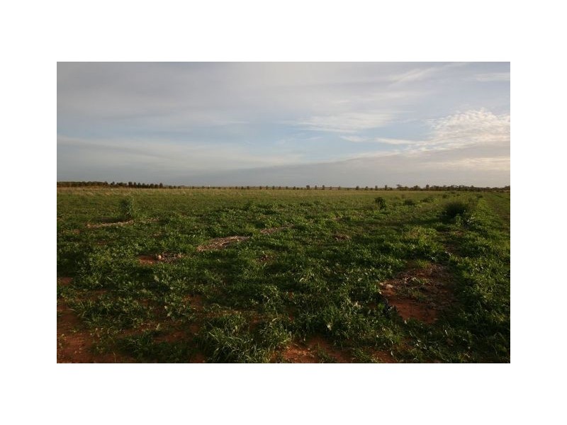 4 Lots on Devlin Pound Road, Waikerie SA 5330