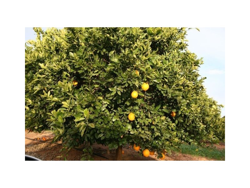 4 Lots on Devlin Pound Road, Waikerie SA 5330