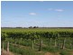 184 Caddy Road, Barmera SA 5345
