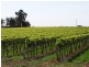 184 Caddy Road, Barmera SA 5345