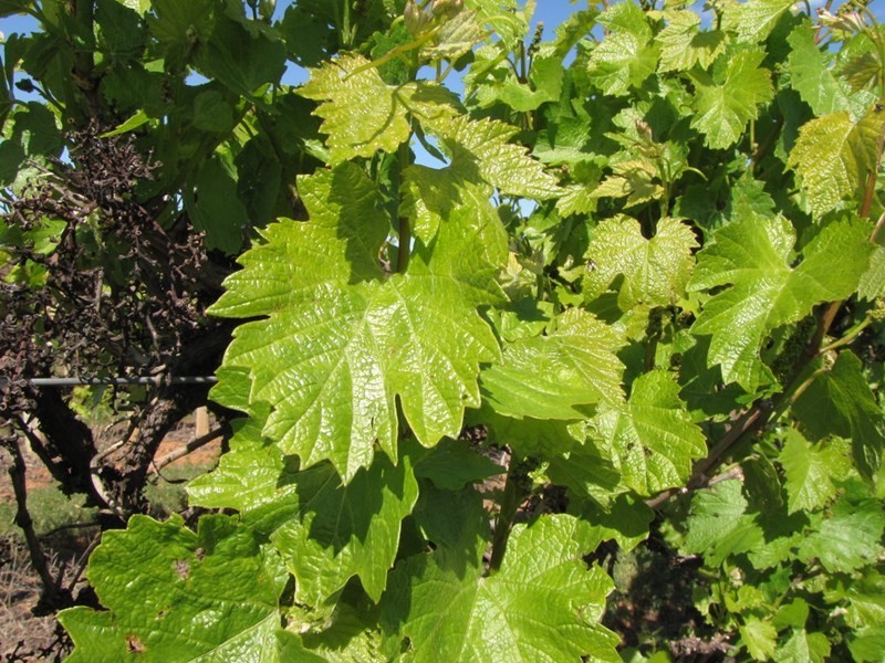 184 Caddy Road, Barmera SA 5345