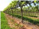 184 Caddy Road, Barmera SA 5345