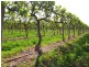 184 Caddy Road, Barmera SA 5345