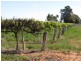 184 Caddy Road, Barmera SA 5345