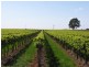 184 Caddy Road, Barmera SA 5345