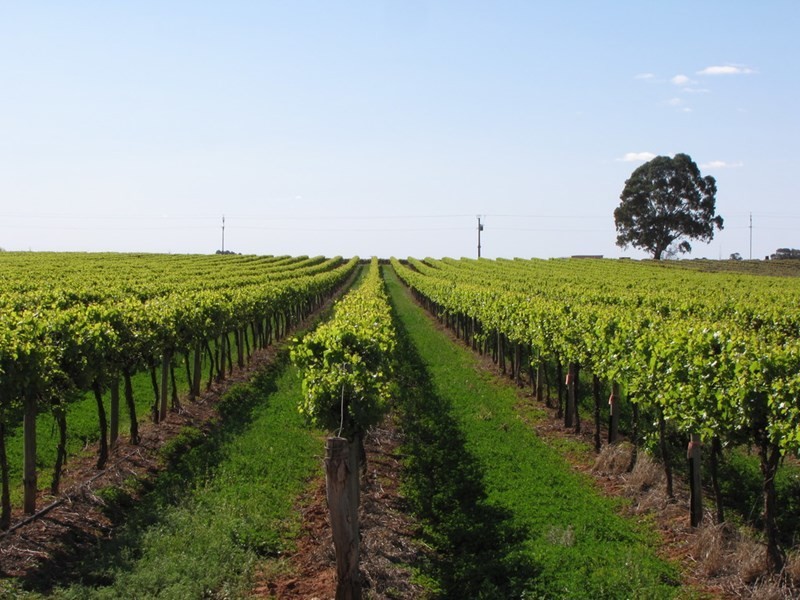 184 Caddy Road, Barmera SA 5345