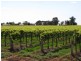 184 Caddy Road, Barmera SA 5345