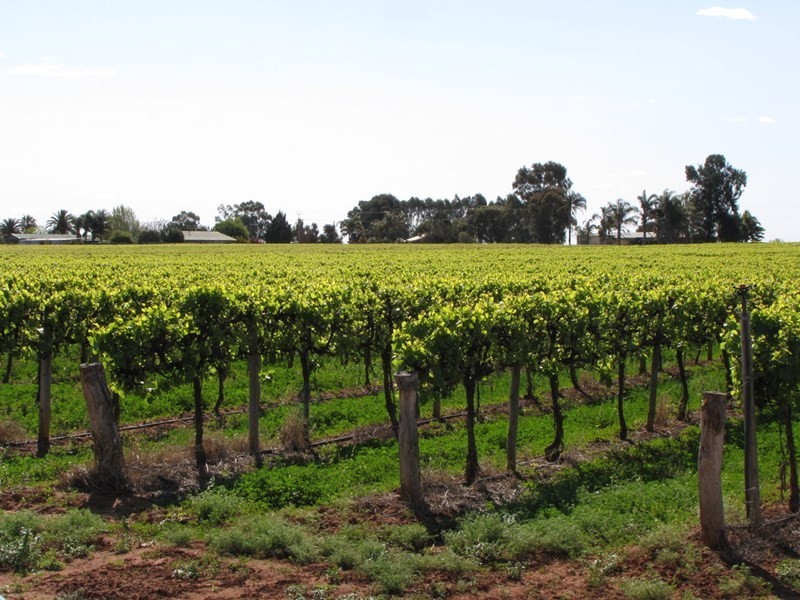 184 Caddy Road, Barmera SA 5345