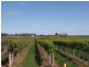 184 Caddy Road, Barmera SA 5345