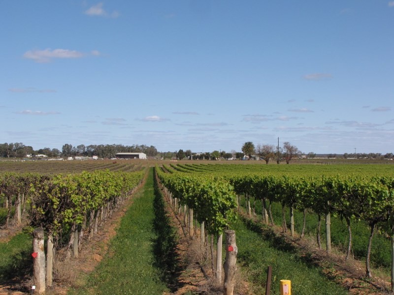 184 Caddy Road, Barmera SA 5345