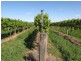 184 Caddy Road, Barmera SA 5345