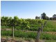 184 Caddy Road, Barmera SA 5345
