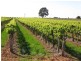 184 Caddy Road, Barmera SA 5345