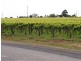 184 Caddy Road, Barmera SA 5345