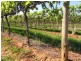 184 Caddy Road, Barmera SA 5345