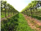 184 Caddy Road, Barmera SA 5345