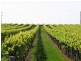 184 Caddy Road, Barmera SA 5345