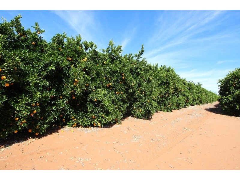 Lot 69, 70 and 1000, Waikerie SA 5330