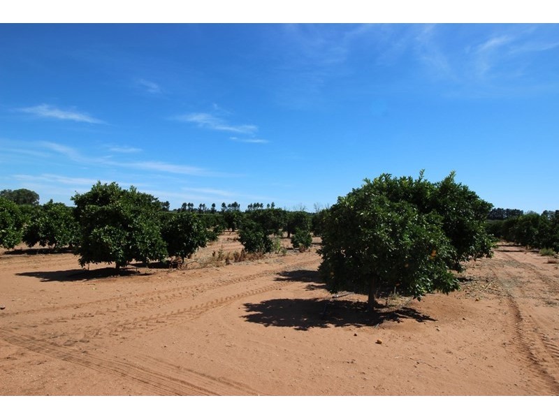 Lot 69, 70 and 1000, Waikerie SA 5330