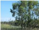 Section 424 Holmes Road, Kingston On Murray SA 5331