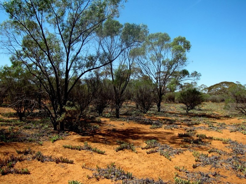 Section 559 Sturt Highway, Monash SA 5342