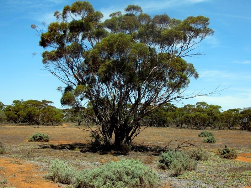 Section 559 Sturt Highway, Monash SA 5342