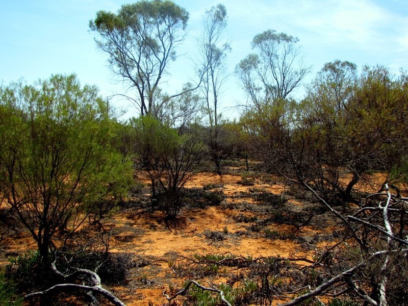 Section 559 Sturt Highway, Monash SA 5342